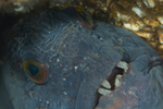 Anarhichas lupus