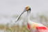 Roseate Spoonbill portrait, Harns Marsh, Florida