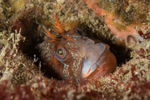 Parablennius gattorugine