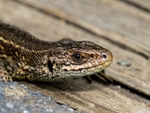 Common Lizard