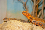 spiny-tailed lizard euromastix-4529