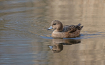 Wigeon (f) - Anas penelope