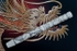 White Dragon...