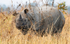 Rhinoceros
