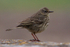 Rock Pipit near Elizabeth Castle, St. Helier