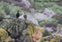 SBC003: Shags in the rain