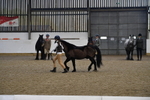 Class 6 In hand M&M - Large Breeds portfolio