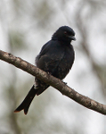 Frontal view of a Fork-tailed Drongo perched on a branch