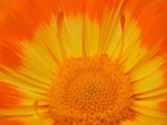 Gems from the garden portfolio