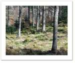 Recession ♦ ATHOLL WOODS