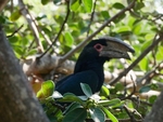 Trumpeter Hornbill - SA