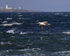 Northern Gannet and Stroma Lighthouse, Ness of Duncansby, Scotland