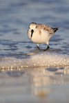 Sanderling walking in the sea, Fort De Soto, Florida