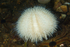 Echinus esculentus albino?