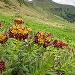 Roseroot (Rhodiola rosea)