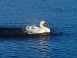 Mute Swan