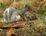 Grey Squirrel