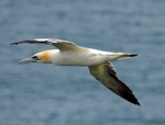 Gannet