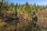 Spring Reflections