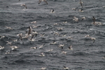 SBF015: Fulmar flock