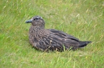 Great Skua