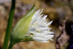 Wild Garlic