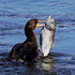Catch of the Day! Double-crested Cormorant lands a big one