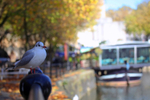 Black headed gulls on a railing in Bristol_00983