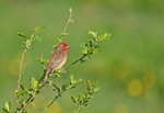 Common Rosefinch