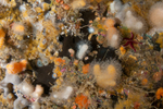A mulitude of life forms on wall reef 2