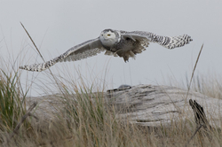 Snowy Owls portfolio