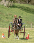 Attelage -805