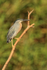 Striated Heron (adult), early morning, Mato Grosso, Brazil