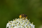 Wasp on Yarrow flower-5646