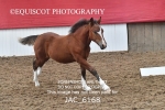JAC_6168