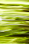 Green Waves