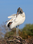 Wood Stork preening, Wakodahatchee Wetlands, Florida