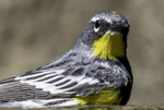 Yellow-rumped Warbler