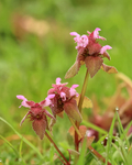 Red Dead-nettle flowers, Arne, Dorset