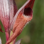 Ploughshare orchid (Serapias vomeracea)