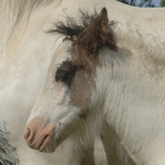 Young Cob Pony,  Ireland