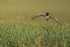 Little Bustard (male) flying, Spain