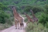 A Travel of Giraffe 1