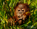 Orangatan 300506 2