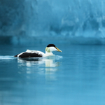 Eider (male) swimming, Jokulsarlon, Iceland