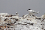 NZ030: Terns