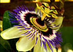 Passionflower
