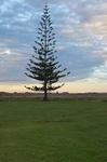 Pine Tree Mahia