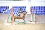 Class 2 - The Rug Lady 40cm Area 12 Championship Qualifier portfolio