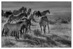 Wild Horses - 02